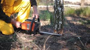 Best Leaf Removal  in Winter Gardens, CA