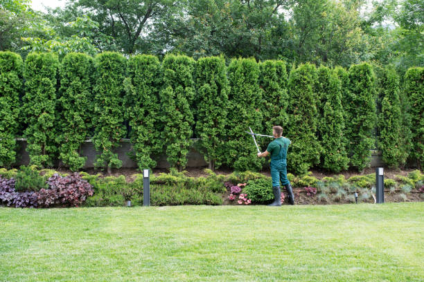 Best Commercial Tree Services  in Winter Gardens, CA