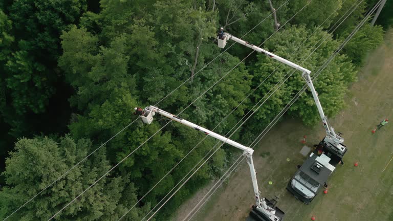 Best Hazardous Tree Removal  in Winter Gardens, CA