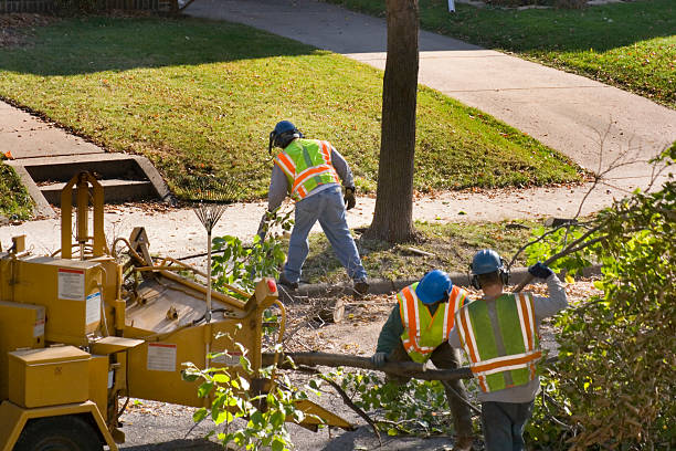 Lawn Drainage Solutions in Winter Gardens, CA